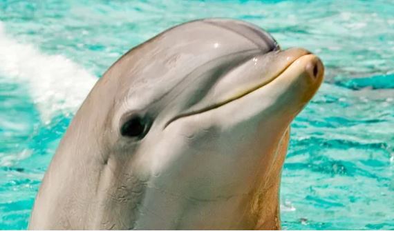 Không chỉ thông minh, cá heo còn biết "skincare" khiến các nhà khoa học thốt lên: Hóa ra "làn da cá heo" từ đây mà có!