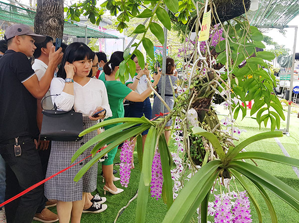 Đông đảo người dân và du khách đến với Lễ hội Hoa lan TP Đà Nẵng năm 2022