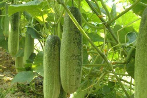 Tranh cãi dưa chuột chọn quả cong hay thẳng mới ngon? Câu trả lời khiến nhiều người "sốc"