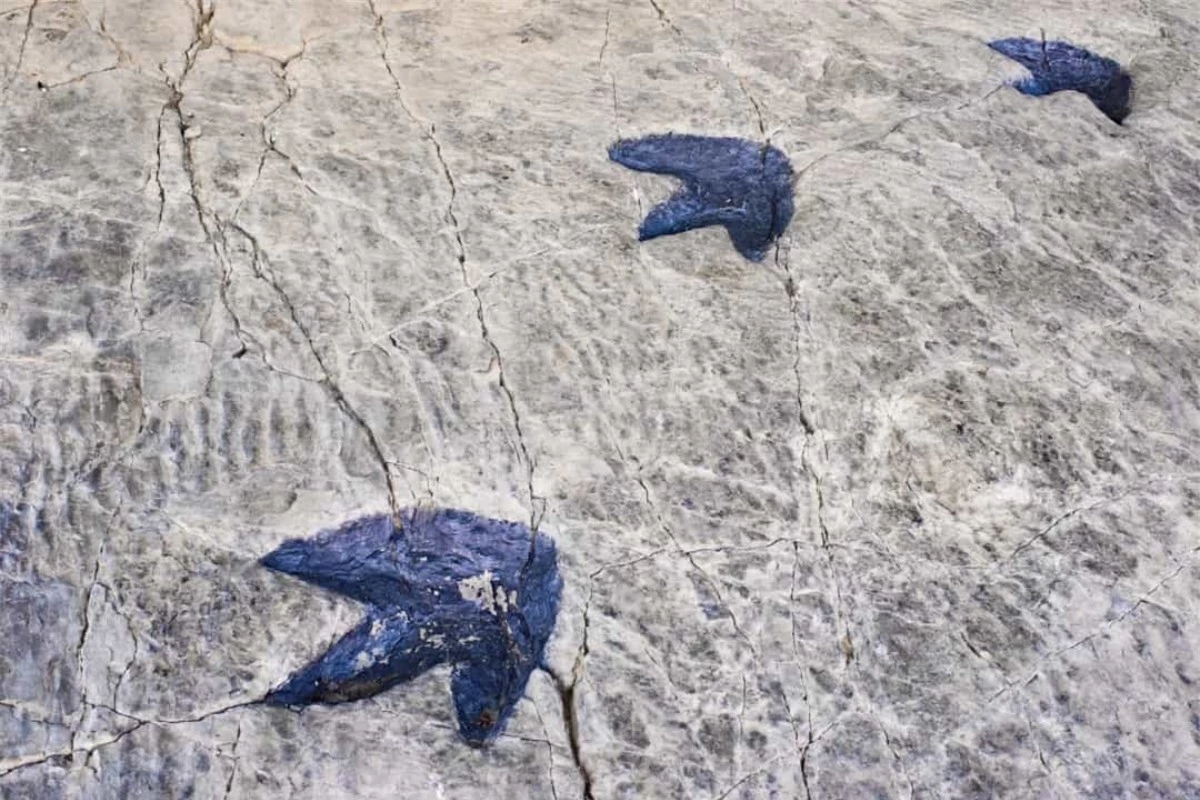 Dấu chân của khủng long thể hiện kích thước của chúng và cách chúng đi bộ với bao nhiêu chân. Độ dài sải chân có thể được sử dụng để tính toán tốc độ di chuyển của khủng long.