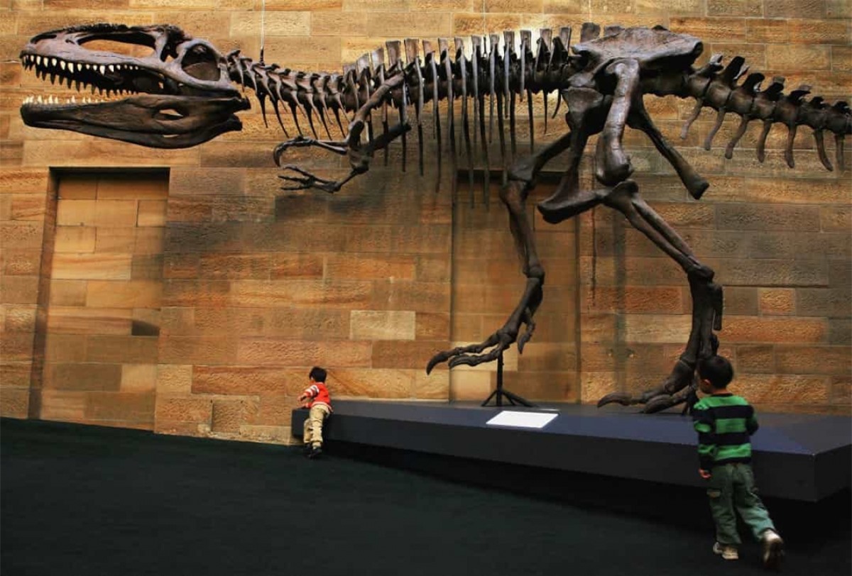 Việc kiểm tra chi tiết các bộ xương có thể cho thấy các xương khớp và sự chuyển động của khủng long như thế nào.Các mảng và vết thô ráp trên xương khủng long cũng có thể được sử dụng để xác định vị trí của cơ, sụn và dây chằng của chúng.