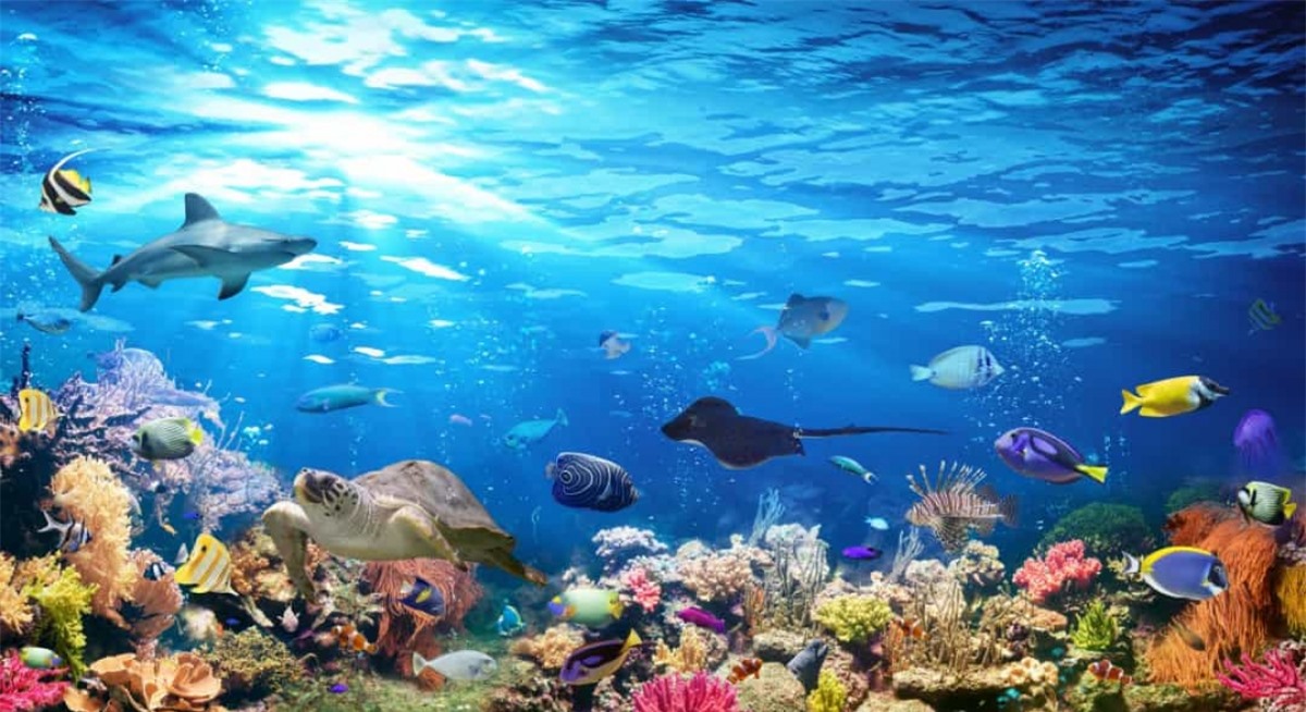 Đại dương là nơi sinh sống của gần 95% sinh vật: Đại dương bao phủ 70% bề mặt Trái Đất và khoảng gần 95% sinh vật trên Trái Đất tồn tại ở đây.