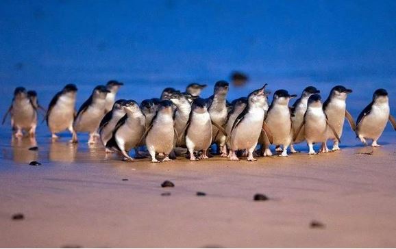 Cuộc diễu hành kỷ lục của hơn 5.000 con chim cánh cụt nhỏ nhất thế giới