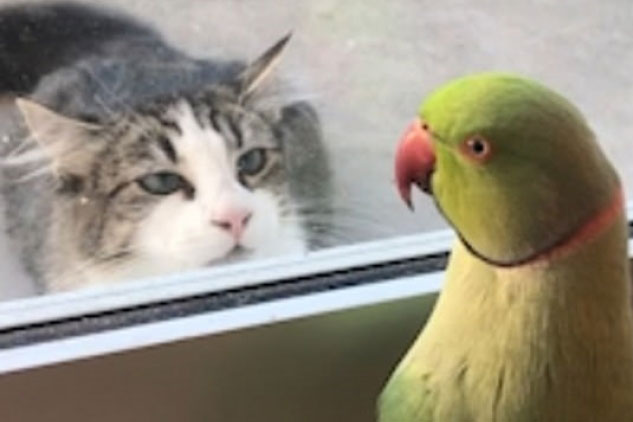 Bật cười khoảnh khắc chú vẹt chơi ú òa để "trêu ngươi" mèo hàng xóm