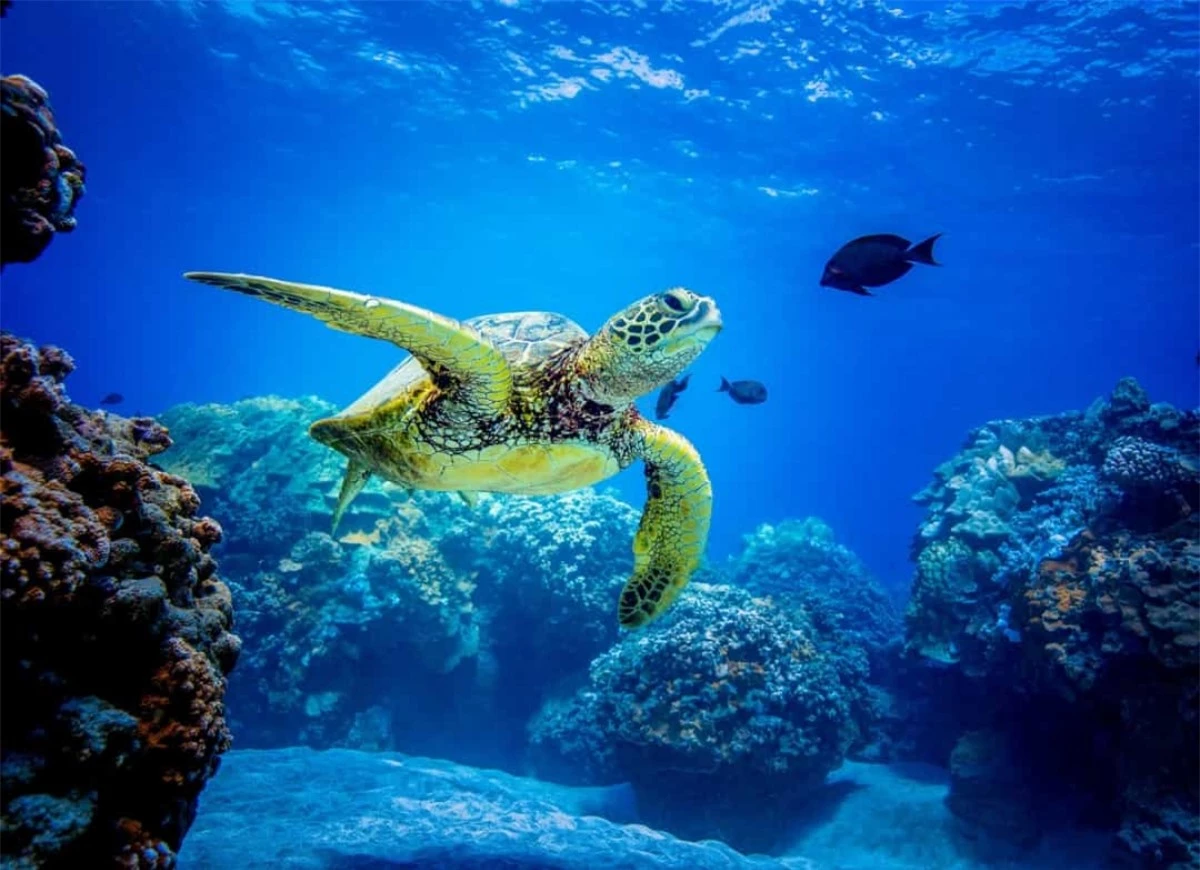 Rùa biển là một trong những loài có "giác quan thứ sáu" mạnh nhất so với bất kỳ loài động vật nào trên đất liền hoặc dưới biển. Chúng có thể di chuyển hơn 16.000 km trong một năm và vẫn xác định chính xác nơi chúng đẻ trứng.