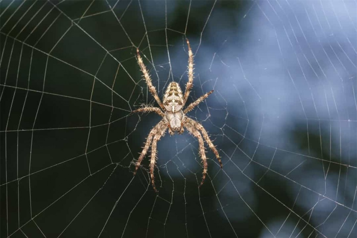 Hầu hết các loài nhện đều có các cơ quan được gọi là khe cảm giác, cho phép chúng cảm nhận được những chuyển động dù nhỏ nhất ở bất cứ đâu trong khu vực lân cận. Những cơ quan này giúp loài nhện thu thập một lượng lớn thông tin chính xác, bao gồm trọng lượng, kích thước và hình dạng chung của vật thể chuyển động xung quanh.