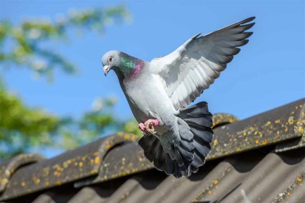 Chim bồ câu nổi tiếng là một trong những "nhà điều hướng" giỏi nhất trong thế giới động vật. Chim bồ câu làm điều đó thông qua một quá trình được gọi là từ tính. Khả năng này giúp chúng luôn có định hướng, bất kể bay bao xa.