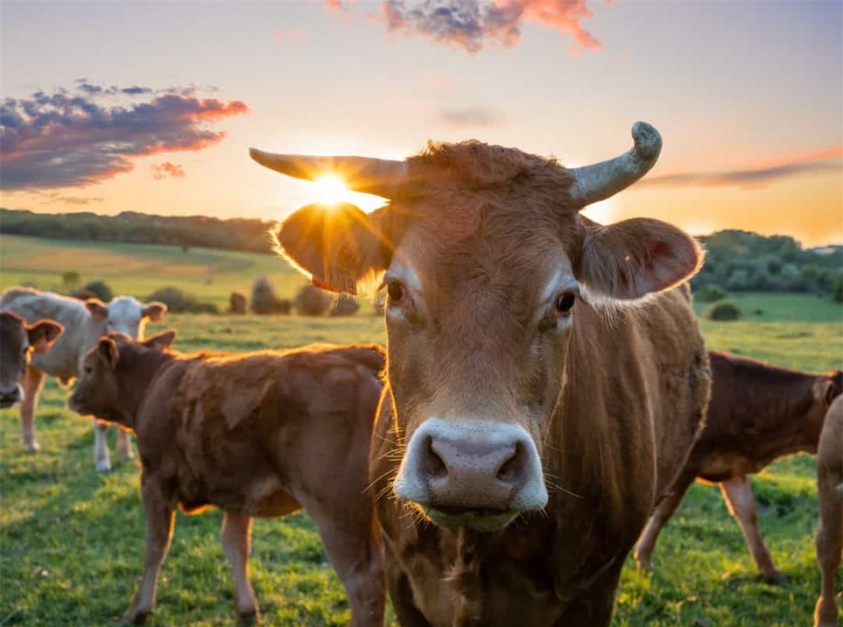 Những con bò có tầm nhìn gần như hoàn hảo với 360 độ, giúp chúng cảnh giác với những kẻ săn mồi luôn rình rập.