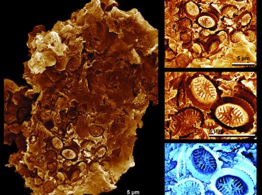 "Ma hóa thạch" 183 triệu năm tiết lộ về "tận thế" có thể lặp lại