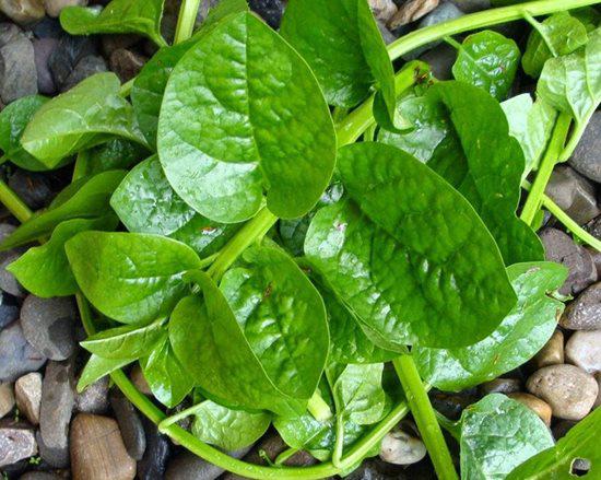 6 loại rau làm tăng phong độ quý ông