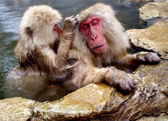 Bất ngờ, giờ đây loài khỉ Nhật Bản đã biết cưỡi hươu! - Ảnh 6.