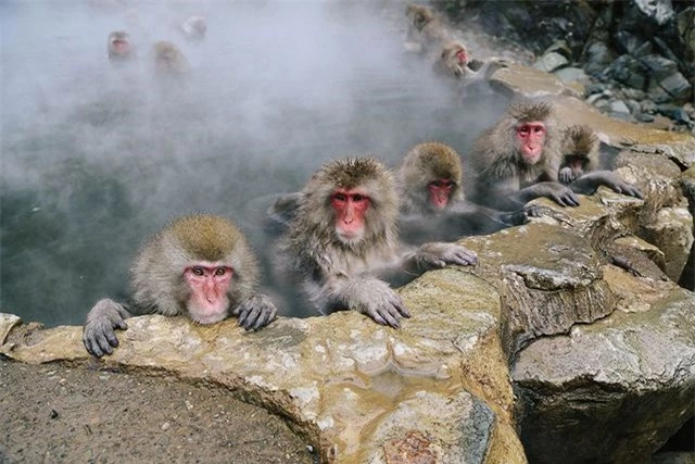 Bất ngờ, giờ đây loài khỉ Nhật Bản đã biết cưỡi hươu! - Ảnh 8.
