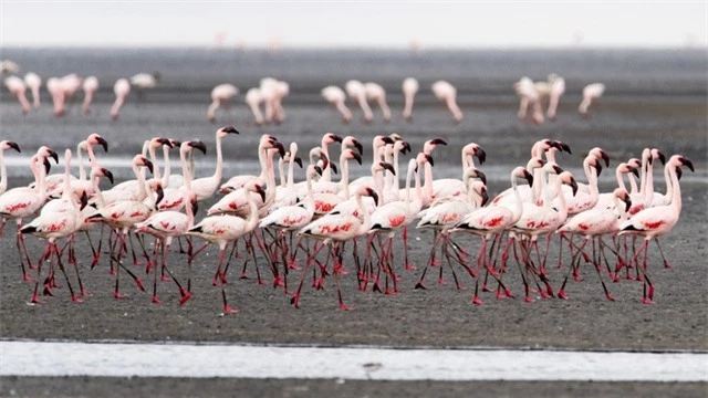 Hồ nước đỏ ở Tanzania này sở hữu siêu năng lực biến hầu hết các sinh vật thành đá - Ảnh 4.