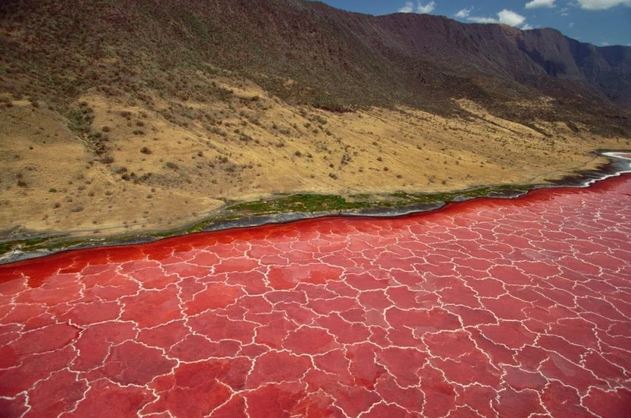 Hồ nước đỏ ở Tanzania này sở hữu siêu năng lực biến hầu hết các sinh vật thành đá