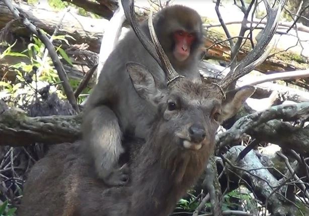 Bất ngờ, giờ đây loài khỉ Nhật Bản đã biết cưỡi hươu!