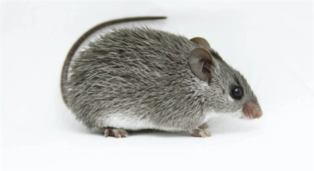 Chú chuột nhỏ bé này có thể nắm giữ chìa khóa cho một cuộc cách mạng y tế trong tương lai! - Ảnh 4.