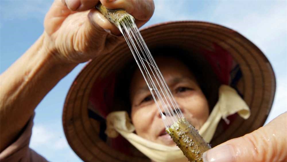 Loại vải quý hiếm bậc nhất thế giới: Việt Nam là 1 trong 3 nước duy nhất sản xuất được - Ảnh 1.