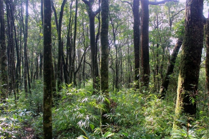 Vẻ nguyên sơ tại khu rừng Việt Nam đầu tiên tìm thấy ‘kỳ lân châu Á’ - sao la - 12