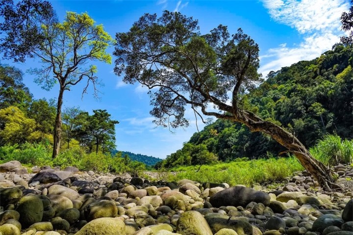 Vẻ nguyên sơ tại khu rừng Việt Nam đầu tiên tìm thấy ‘kỳ lân châu Á’ - sao la - 3