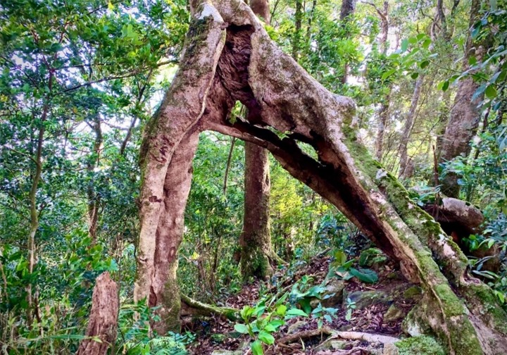 Vẻ nguyên sơ tại khu rừng Việt Nam đầu tiên tìm thấy ‘kỳ lân châu Á’ - sao la - 6