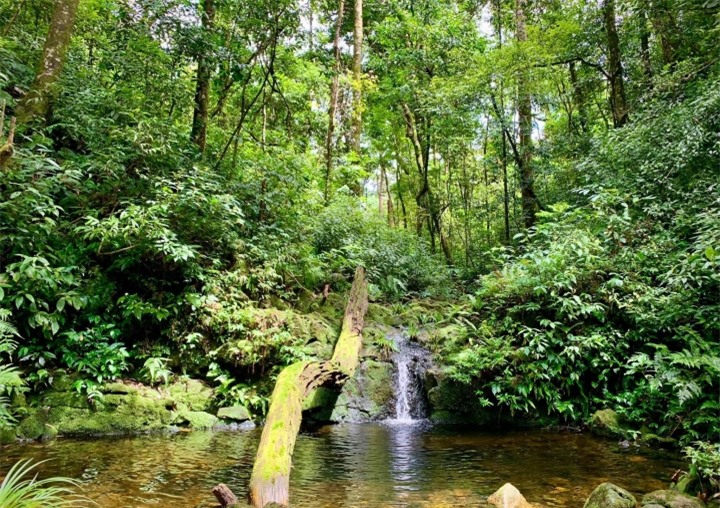 Vẻ nguyên sơ tại khu rừng Việt Nam đầu tiên tìm thấy ‘kỳ lân châu Á’ - sao la - 9