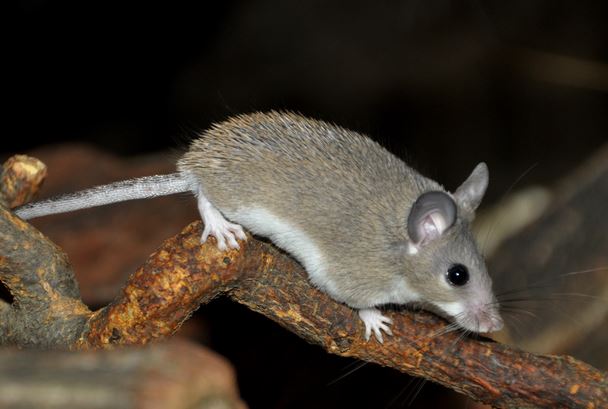 Chú chuột nhỏ bé này có thể nắm giữ chìa khóa cho một cuộc cách mạng y tế trong tương lai!