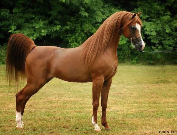 Câu chuyện về ngựa thuần hóa!