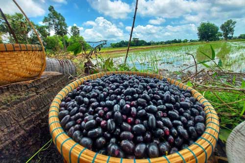 Thổn thức nhớ về dư vị của tuổi thơ qua những trái trâm chín mọng ở An Giang