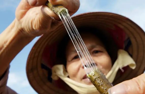 Loại vải quý hiếm bậc nhất thế giới: Việt Nam là 1 trong 3 nước duy nhất sản xuất được