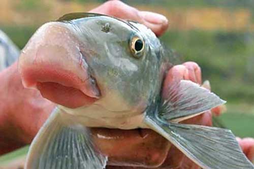 Giới sành ăn chi tiền triệu để nếm thử 'Văn Lang đệ nhất ngư' có bờ môi độc lạ