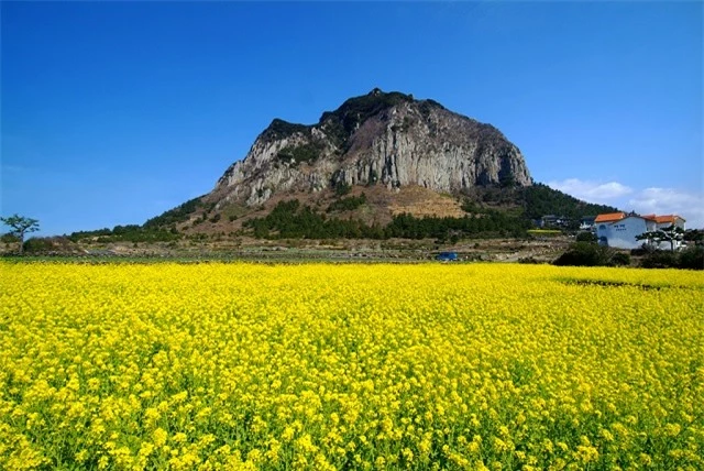 8 điều thú vị về đảo Jeju, Hàn Quốc không phải ai cũng biết 3