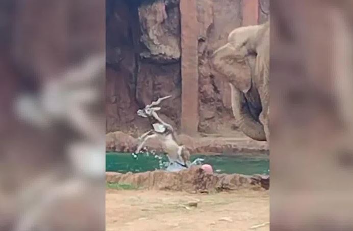 Linh dương thoát chết đuối ngoạn mục nhờ sự nhanh trí của voi