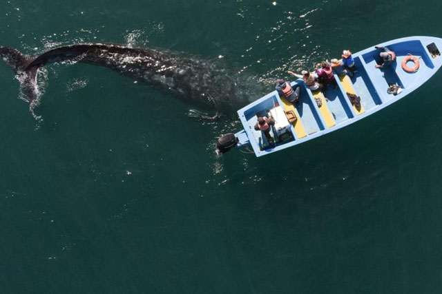 Thót tim nhìn cá voi nhảy lên khỏi mặt nước và đè bẹp du thuyền chở khách