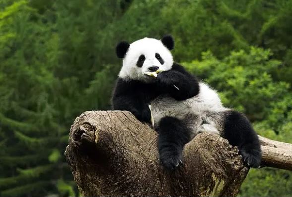 7 sự thật thú vị về loài gấu trúc đáng yêu, điều cuối chắc chắn ai cũng phải bất ngờ