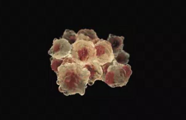 Tuổi thọ của loài người có thể đạt tới 1.000, chuyên gia: Chìa khóa ở tế bào bất tử này