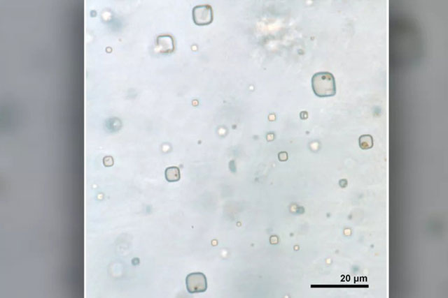 Phát hiện vi sinh vật 830 triệu năm tuổi có khả năng "hồi sinh"