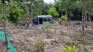 Kiên Giang: Khởi tố, bắt giam nhiều đối tượng phá rừng chiếm đất ở Phú Quốc