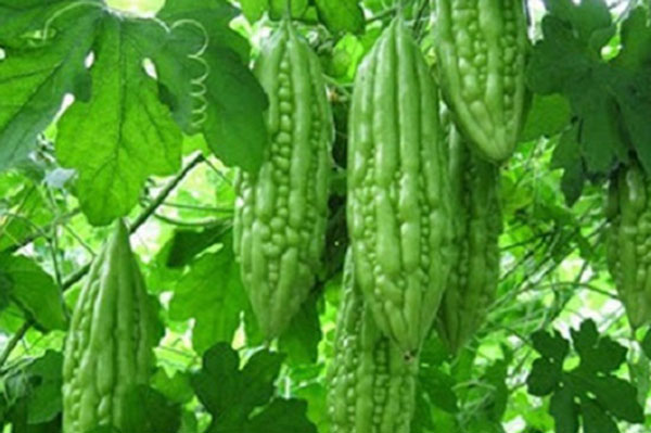 Ăn mướp đắng giúp hạ đường huyết