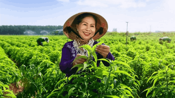 Khởi nghiệp tuổi 60 và hành trình bảo vệ sức khỏe gia đình Việt