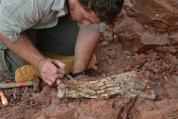 Một nh&agrave; cổ sinh vật học cẩn thận khai quật bộ xương khủng long cổ đại. &nbsp;