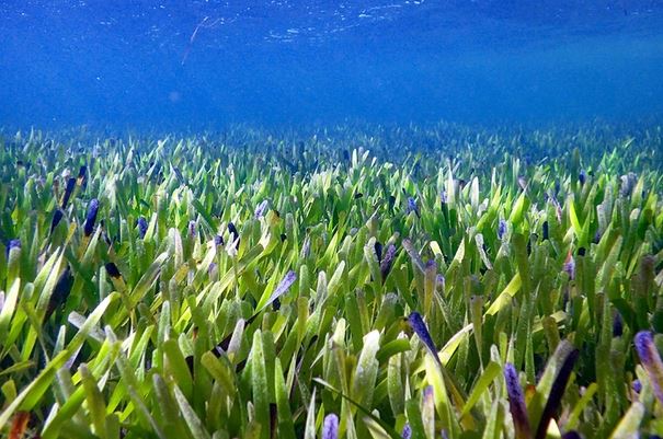 Úc: cá thể thực vật lớn nhất thế giới đã già 4.500 tuổi, phủ vùng nước rộng gấp 40 lần Hồ Tây