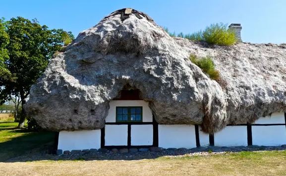 Vật liệu tự nhiên siêu bền, nếu trải lên mái nhà, nó sẽ không bị mục nát trong suốt 300 năm