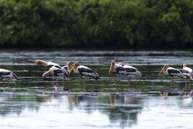 Giám sát đường bay chim di cư quốc tế