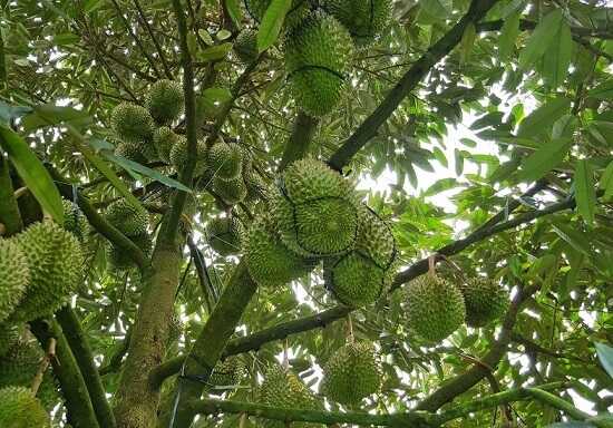 Phân bón hữu cơ: Giải pháp vàng cho nông nghiệp công nghệ cao