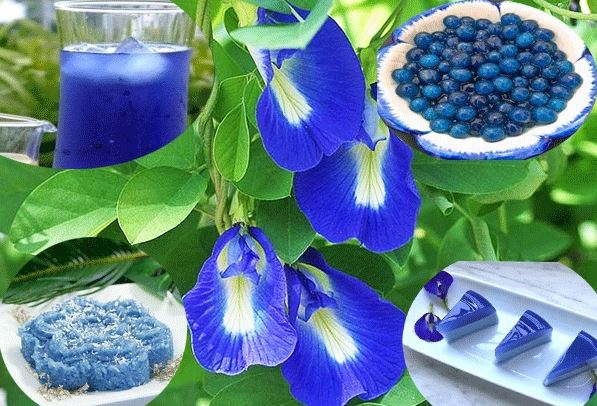 Dùng cây đậu biếc cần thận trọng 2 bộ phận này để tránh ngộ độc