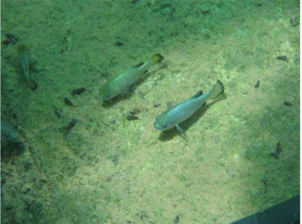 Loài cá bí ẩn: Có lúc còn 37 con, sống ở Hố Quỷ, chi phí bảo tồn lên tới hơn 90 tỷ đồng - Ảnh 2.
