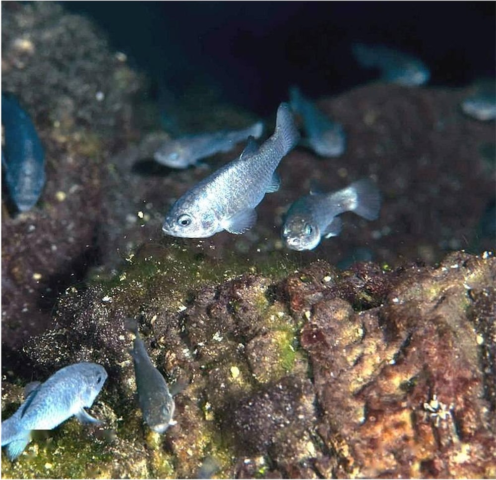Loài cá bí ẩn: Có lúc còn 37 con, sống ở Hố Quỷ, chi phí bảo tồn lên tới hơn 90 tỷ đồng - Ảnh 3.