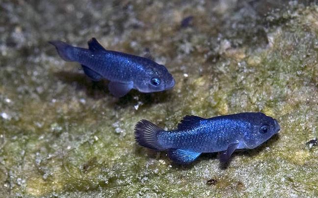 Loài cá 'bí ẩn': Có lúc còn 37 con, sống ở Hố Quỷ, chi phí bảo tồn lên tới hơn 90 tỷ đồng