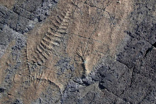 "Thế hệ quái vật" đầu tiên của Trái Đất: "Bốc hơi" nửa tỉ năm trước