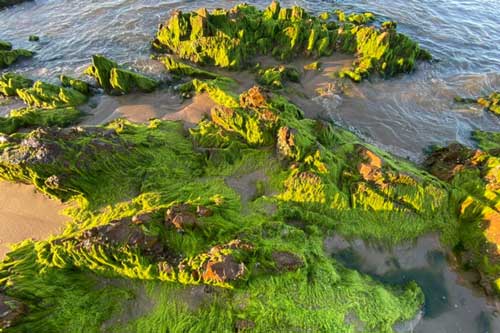 Bãi rêu Làng Chài đẹp ngỡ ngàng